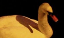 Schwan